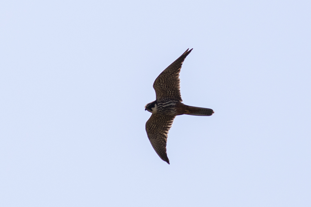 Eurasian Hobby